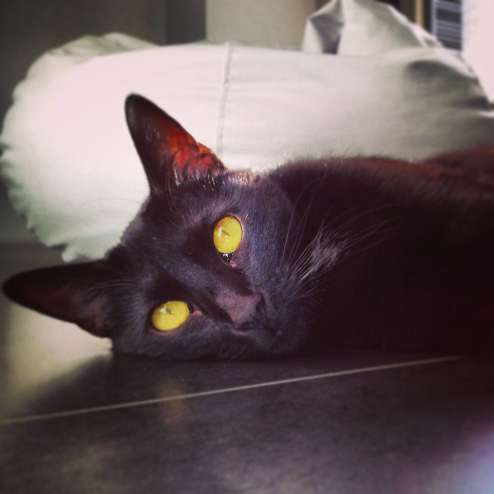 Black Kat Sleep, fotografía de Geo Aragón