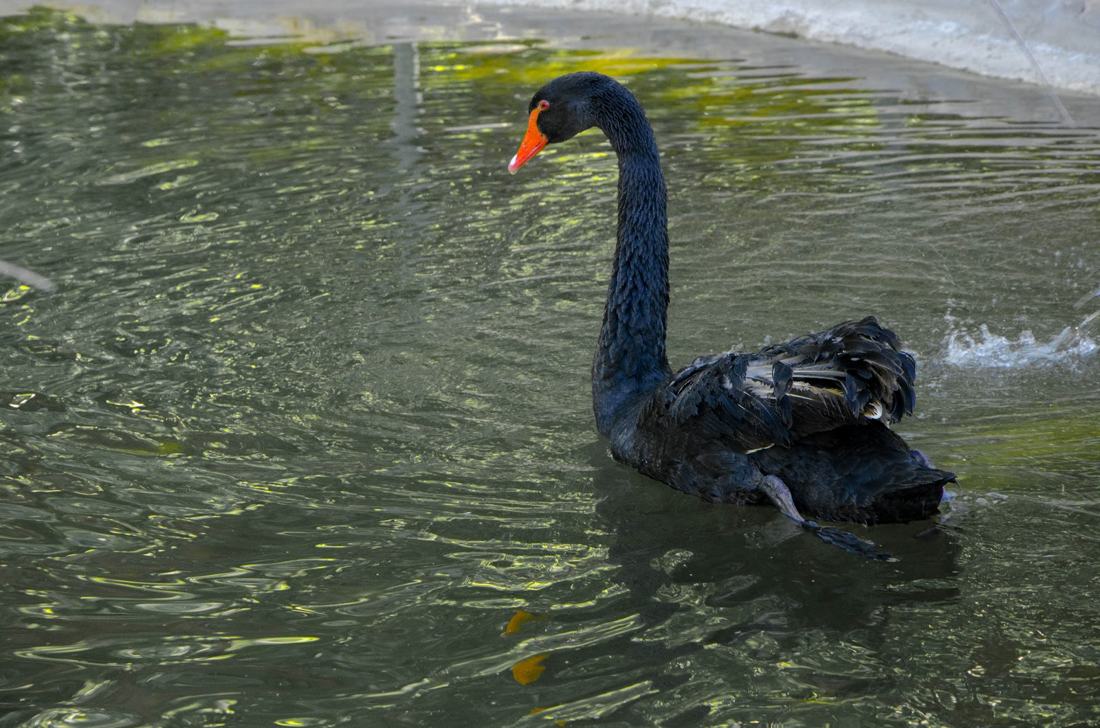 El cisne negro, fotografía de Geo Aragón (Siguiendo al Conejo Blanco)