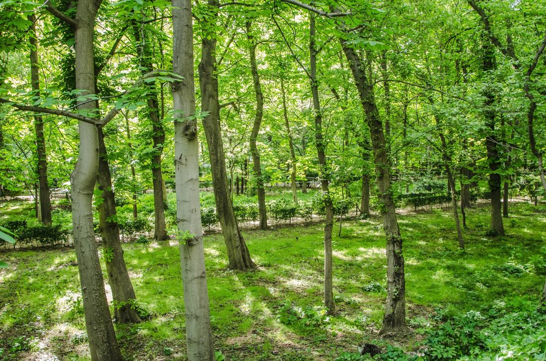 El parque El Retiro al natural., fotografía de Geo Aragón (Siguiendo al Conejo Blanco)