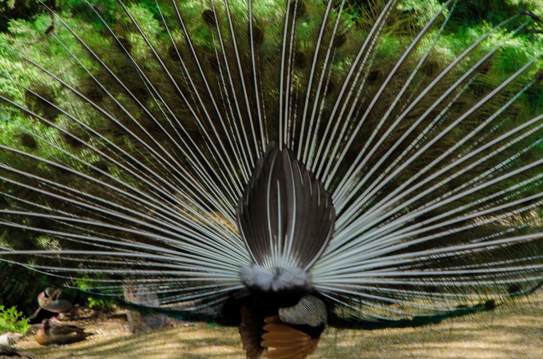 Un pavo real, fotografía de Geo Aragón (Siguiendo al Conejo Blanco)