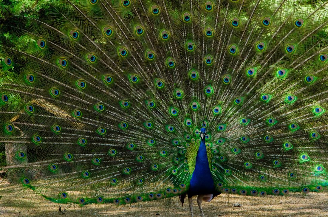 Un pavo real, fotografía de Geo Aragón (Siguiendo al Conejo Blanco)