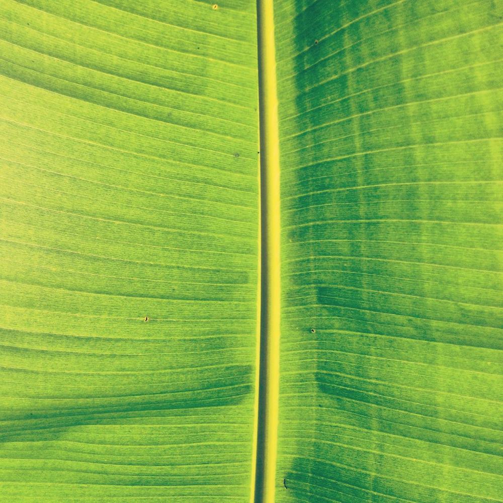 Palm, fotografía de Geo Aragón