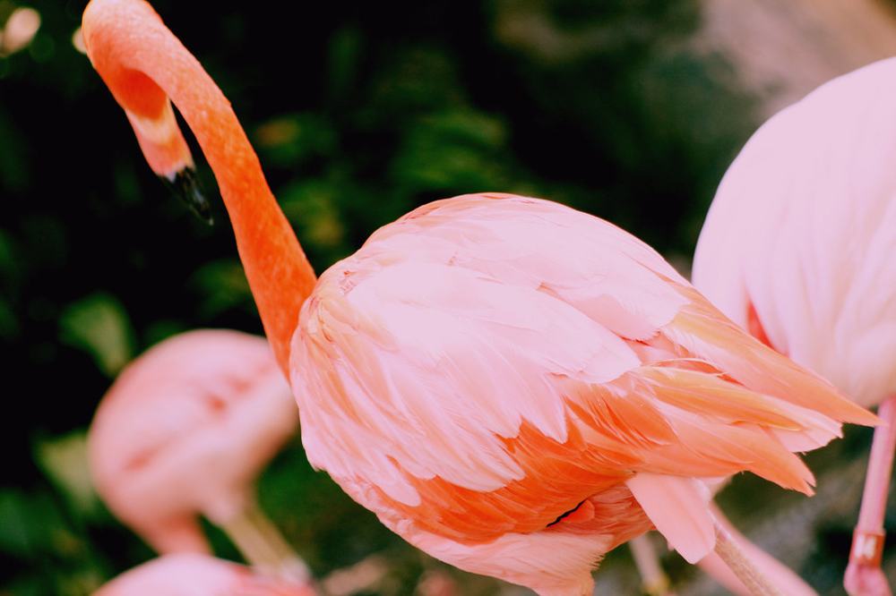 ZOO (414), fotografía de Geo Aragón